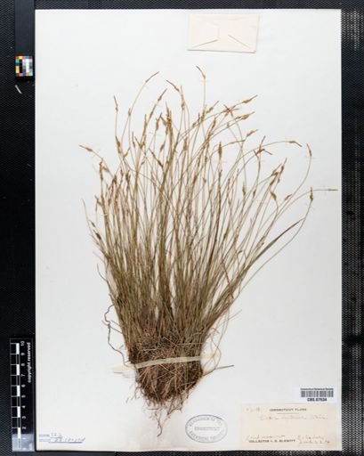 Carex leptalea