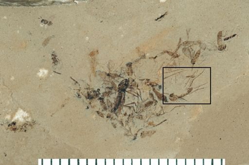 Diptera