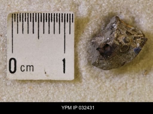 Hoploscaphites nicolletii