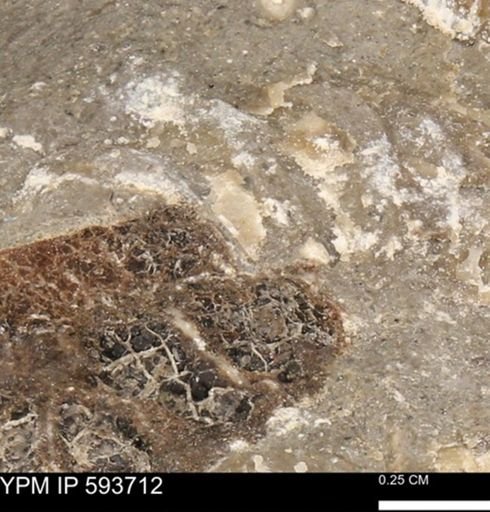Baculites sp.