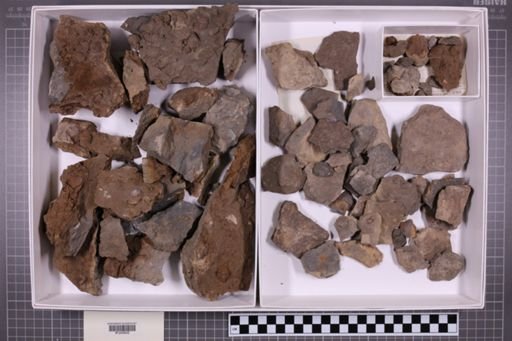 mixed taxa, stratigraphic collection