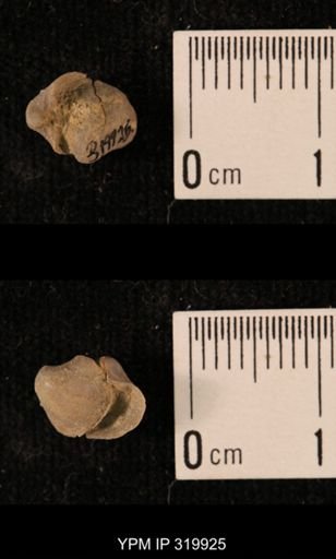 Ambocoelia planoconvexa