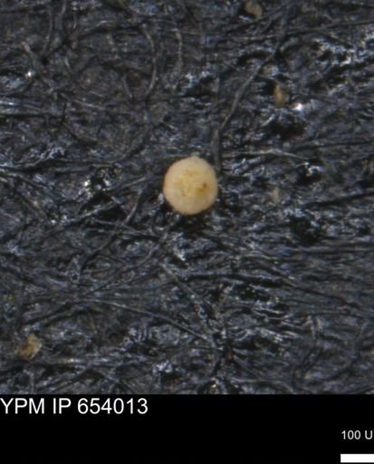 undet. Foraminiferida