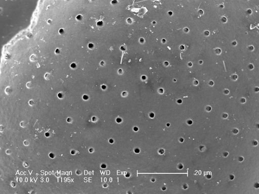 Globorotalia inflata