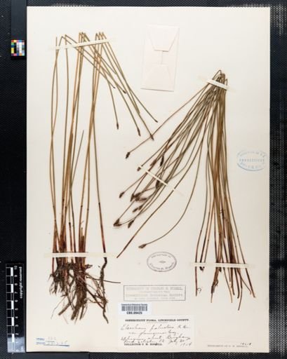 Eleocharis palustris