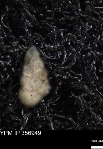 undet. Foraminiferida