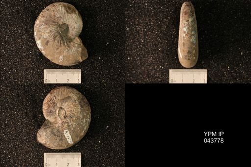 Hoploscaphites nicolletii