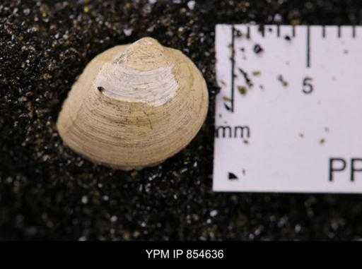 Limopsis striatopunctatus