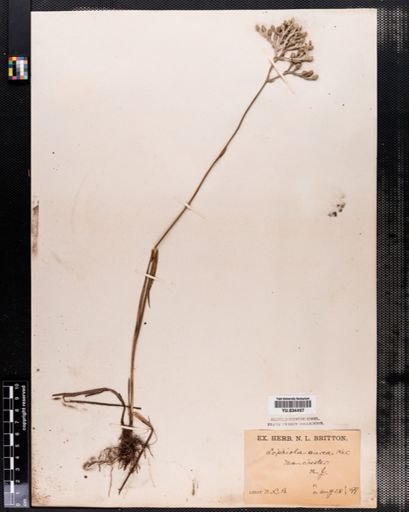 Lophiola aurea