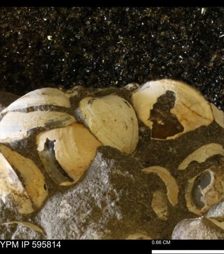 Protocardia sp.