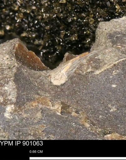 undet. Mollusca
