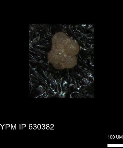 undet. Rugoglobigerinidae