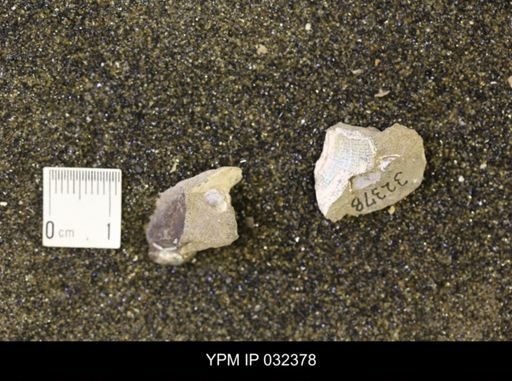 undet. Scaphitidae