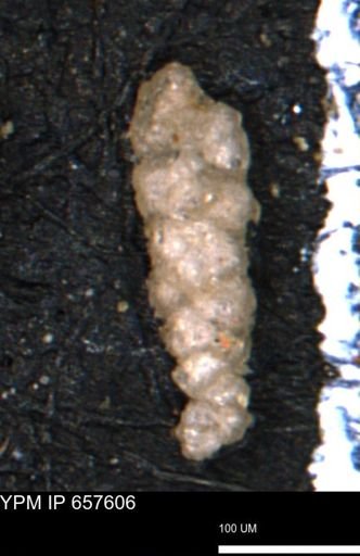 Verneuilinoides hectori