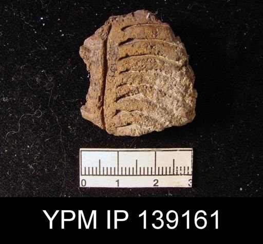 Lyttonia (Leptodus) nobilis