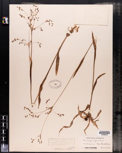 Luzula parviflora