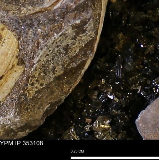 Limopsis striatopunctatus