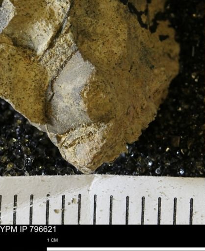 undet. Mollusca
