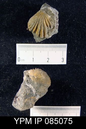 Camarotoechia vicina