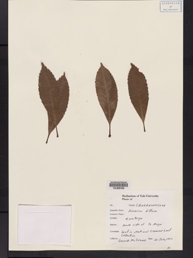 Ascarina diffusa