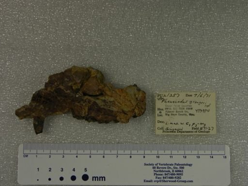 Phenacodus grangeri