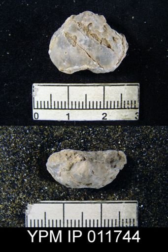Marginifera wordensis