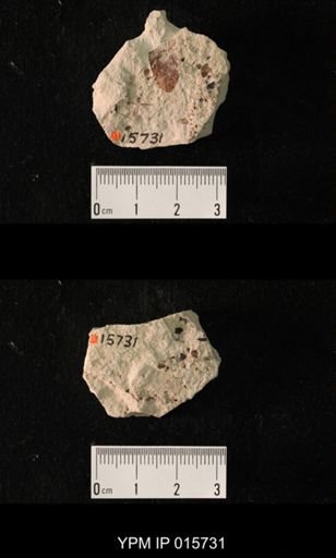 Permoblattina permiana