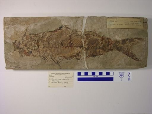 Seriola prisca