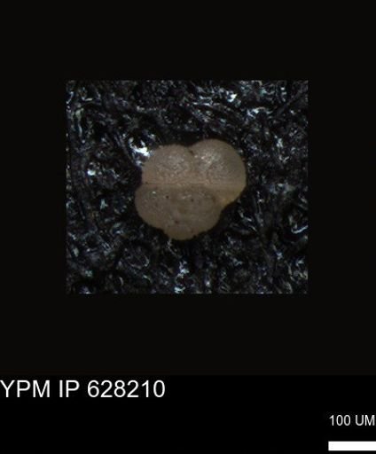 undet. Foraminiferida