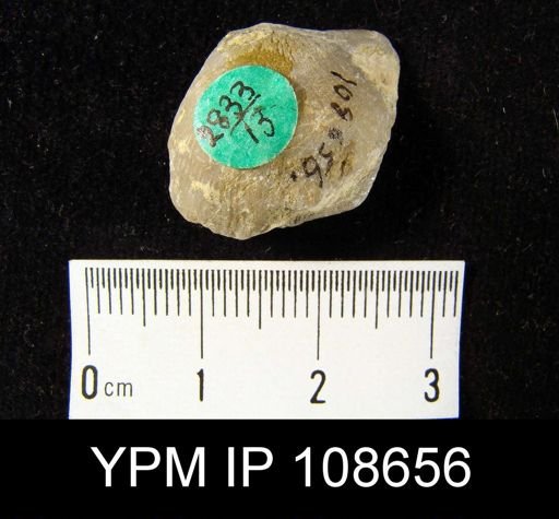 Strophonella sp.