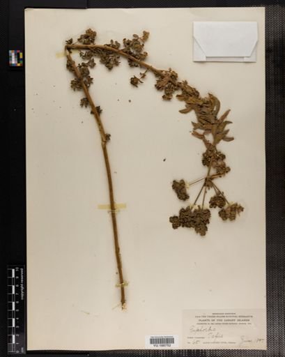 Plantae