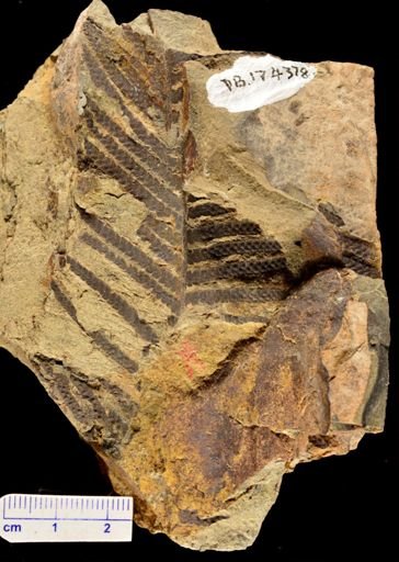 Microphyllopteris delicata