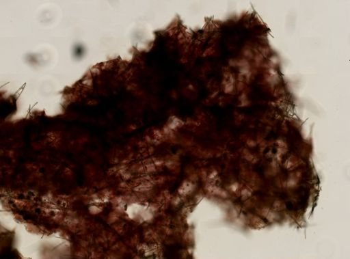 Iophon sp.