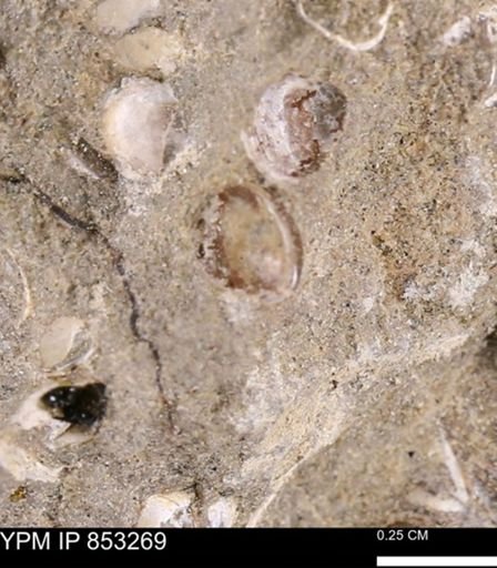 Protocardia sp.