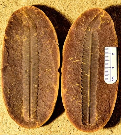 Pecopteris