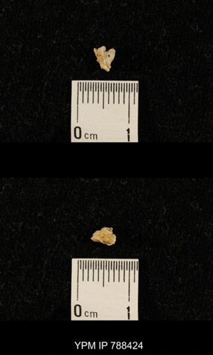 taxon undetermined