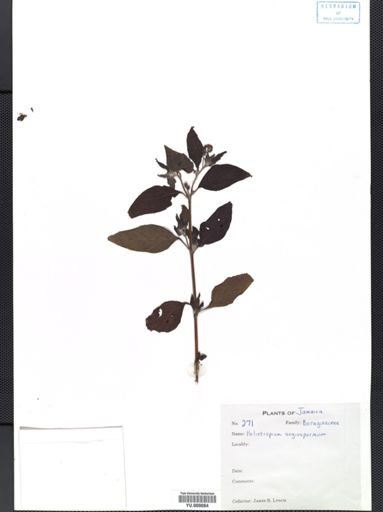 Heliotropium