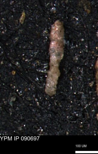 Ammobaculites petilus