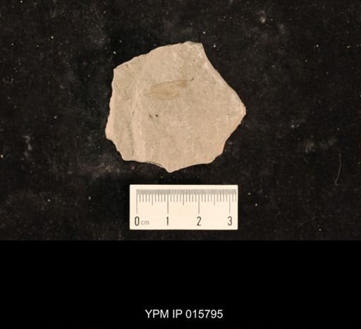 Liomopterum sp.