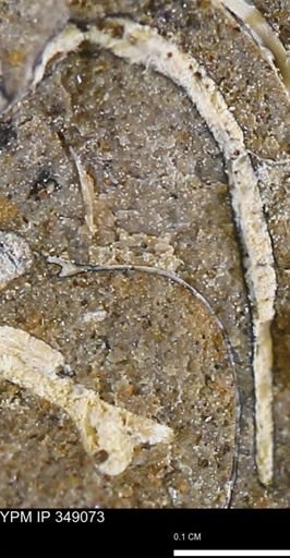 undet. Bivalvia