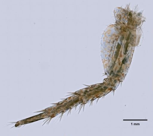 Gammarus oceanicus