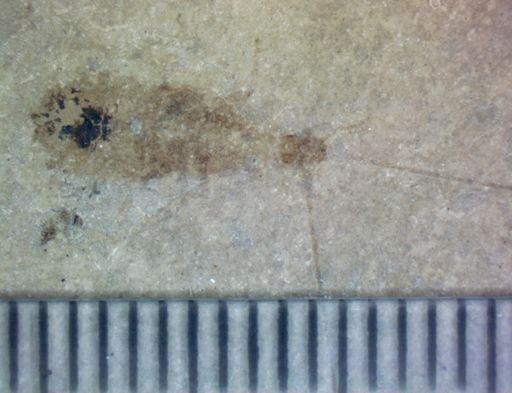undet. Apterygota
