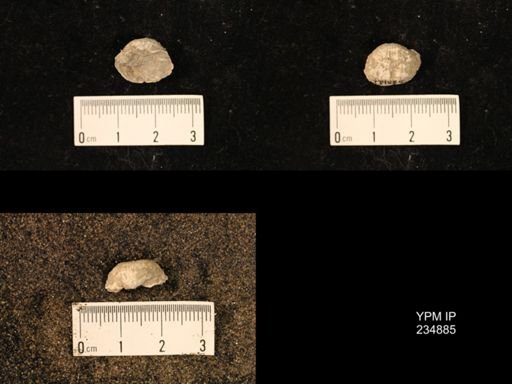 Marginifera fragilis