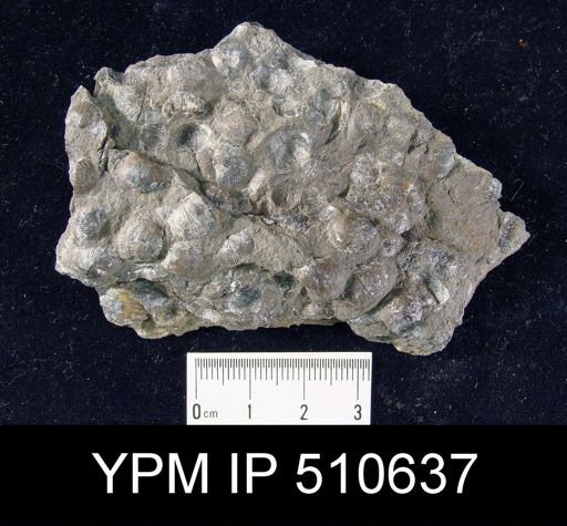 Devonochonetes sp.