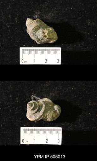 Worthenia tabulata