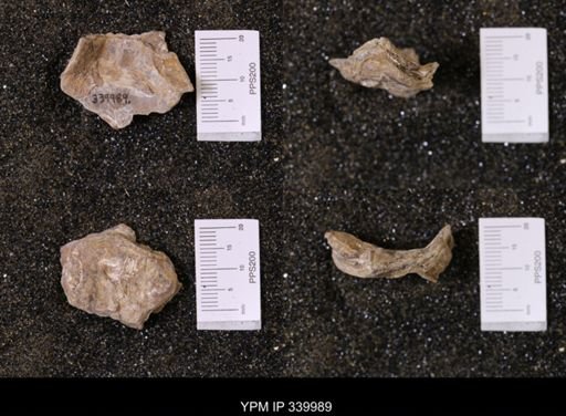 Ostrea soleniscus