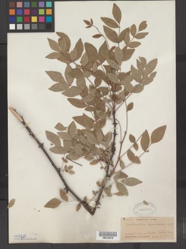Zanthoxylum americanum