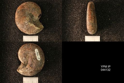 Hoploscaphites nicolletii