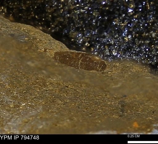 undet. Mollusca