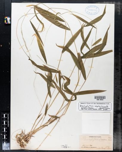 Brachyelytrum septentrionale